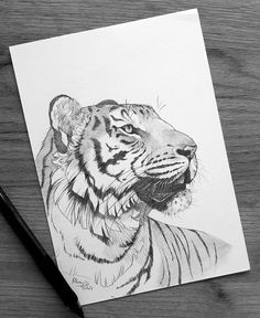 a pencil drawing of a tiger sitting on top of a wooden table next to a pen