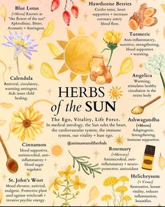 Solar Magic, Front Yard Garden Ideas, Easy Landscaping Ideas, Yard Garden Ideas, Tea Blending, Herbal Education, Medicinal Herbs Garden, Magia Das Ervas