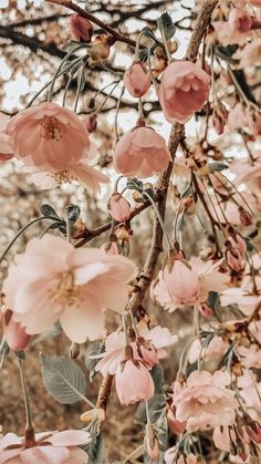 pink flowers are blooming on a tree branch