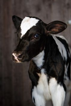 a small black and white cow standing on top of a wooden floor next to a wall