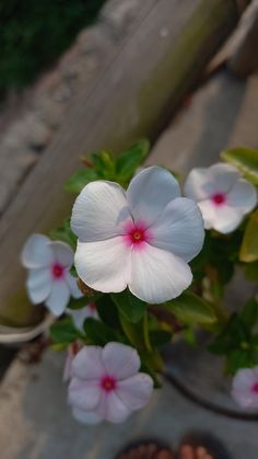 some white and pink flowers in a pot