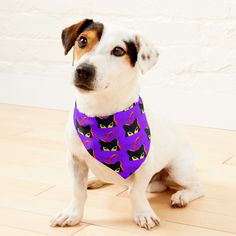 a white dog wearing a purple bandana with black cats on it's collar