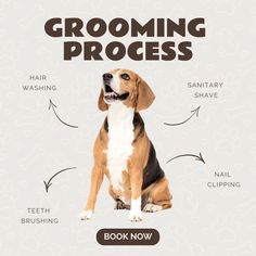 a brown and white dog sitting in front of a sign that says grooming process