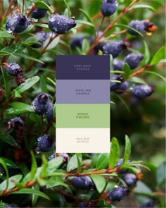 Space Branding, Brand Colour Schemes, Color Palette Inspiration, Color Mood, Create Color Palette, Color Design Inspiration, Purple Color Palettes, Inspiration From Nature, Color Pallete