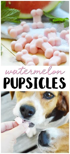 a dog is chewing on some pink marshmallows with the caption, watermelon puppies