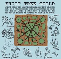 the fruit tree guide for beginners to learn how to grow and care for fruits