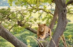 a lion sitting on top of a tree branch