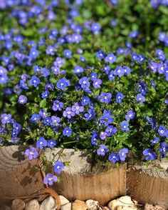 small blue flowers are growing out of a tree stump