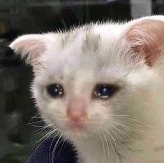 a white kitten with blue eyes looking at the camera