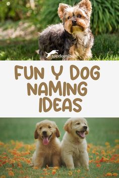 Fun Y Dog Naming Ideas Unusual Dog Names, Golden Retriever Yellow, Animal Behaviorist, Dog List