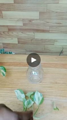 a cat walking on a wooden floor next to a glass vase with leaves in it