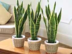 three potted plants sitting on top of a wooden table