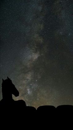 two horses are silhouetted against the night sky, with stars in the back ground