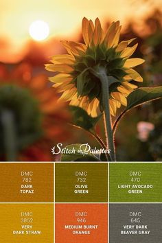 a sunflower is shown in the middle of color swatches