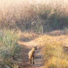 a small animal standing on a dirt road next to tall grass and bushes in the background