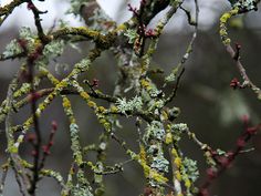 a bird perched on top of a tree branch covered in lichen and mossy