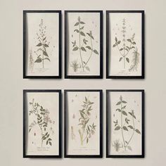 four framed botanical prints hanging on a wall