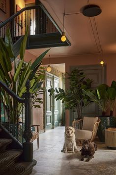 two dogs are sitting on the floor in front of some plants and stairs with lights above them