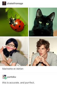 four different pictures of people with cats and ladybugs on their faces, one is black