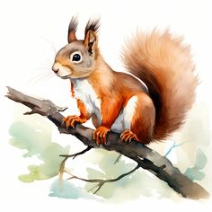 a red squirrel sitting on top of a tree branch