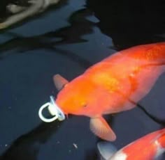 two orange and white fish in water with one being hooked up to it's hook