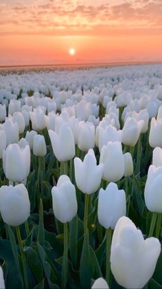 a field full of white tulips with the sun setting in the background