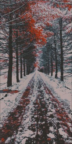 the road is lined with trees covered in snow and red leaves are on both sides