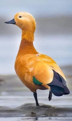 a duck standing on top of a beach next to the ocean