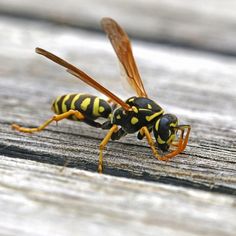 two yellow and black bugs sitting on top of a wooden table