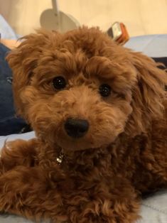 a small brown dog laying on top of a bed