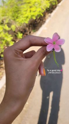 a person holding a pink flower in their left hand with the shadow of a man