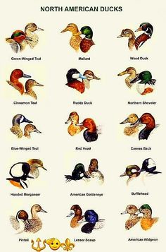 the different types of ducks are shown in this poster