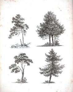 four different types of trees are shown in this drawing, one is black and white