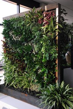 a living wall with lots of plants growing on it