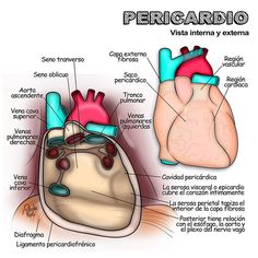 diagram of the human heart with labels on it and labeled in spanish, english and spanish