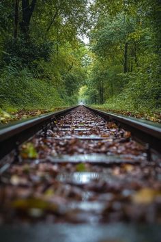 an empty train track surrounded by trees and leaves