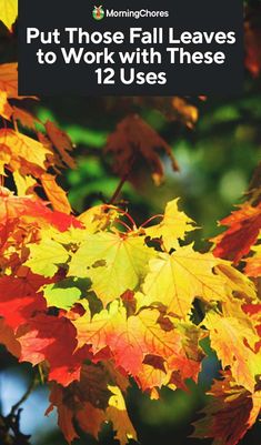 leaves with the words, put those fall leaves to work with these 12 use's