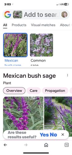 an iphone screen with the words mexican bush sage on it and pictures of purple flowers