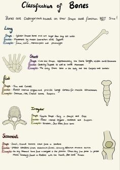 an image of different types of bones and their functions in the human body, with text below