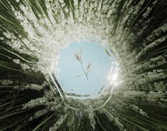 the top view of a pine tree with white flowers