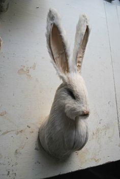 a close up of a white rabbit's head on top of a piece of wood