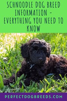 a small black dog laying in the grass with text overlay that says, how to teach