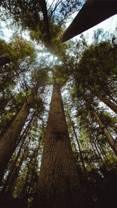 looking up at tall trees in the forest