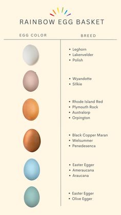 the rainbow egg basket is shown with different colors and sizes, including eggs in each color