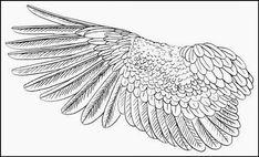 a black and white drawing of a bird's wing with long, thin feathers