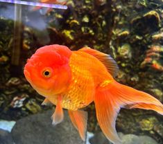 IMPORTED GOLDFISH 🔥👀😍 Buy imported fish now online at www.blessingsaquarium.com / 9881493396 . . . #blessingsaquarium #imported #fish #fishdelivery #aquarium #aquariumhobby #importedgoldfish #goldfish #goldfishkeeper #goldfishlove #goldfishindonesia Did you have goldfish tank?