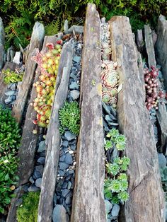 an assortment of succulents and rocks are arranged on wooden planks in a garden