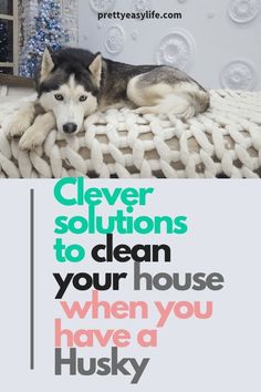 a black and white husky dog laying on top of a blanket with the words clever solutions to clean your house when you have a husky