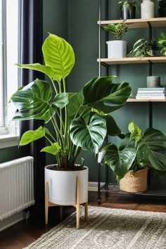 a houseplant in a living room with green walls