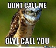 an owl sitting on top of a wooden post with the caption don't call me owl call you